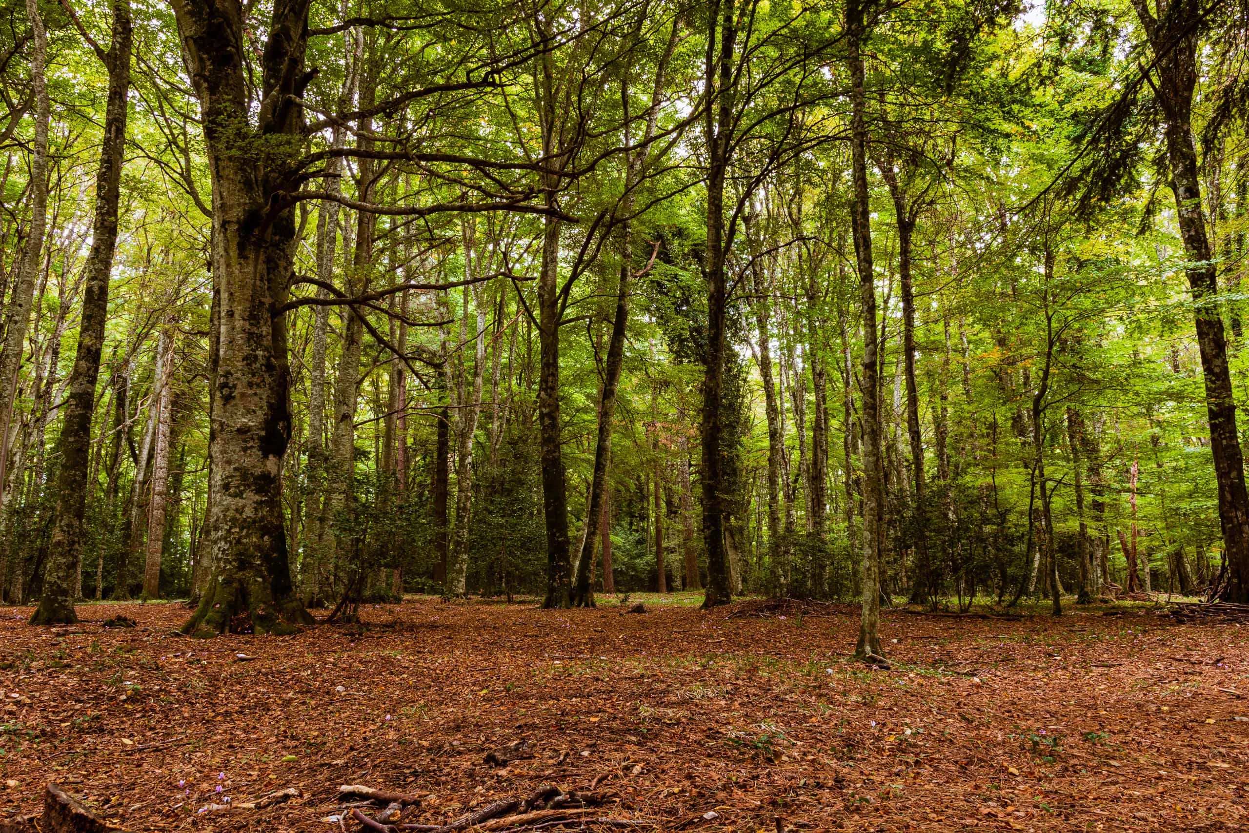 Bosque